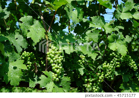葡萄園 葡萄園 45715177