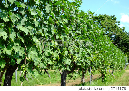 葡萄種植園 葡萄種植園 45715178
