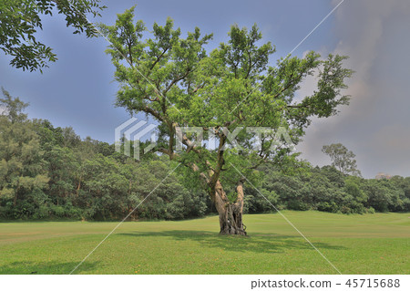 a big treee at the gold club a big treee at the gold club 45715688