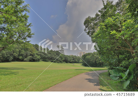 a Country road running through deciduous forest a Country road running through deciduous forest 45715689