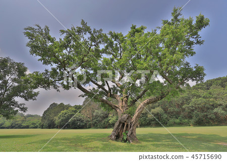 a big treee at the gold club a big treee at the gold club 45715690