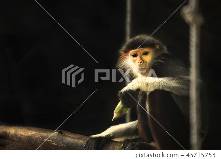 Red-shanked Douc Langur 45715753