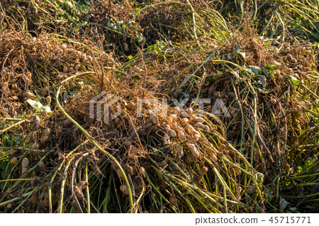Groundnut field at harvest time 45715771