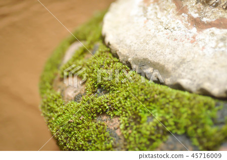 moss or thallophytic plant or lichen moss or thallophytic plant or lichen 45716009