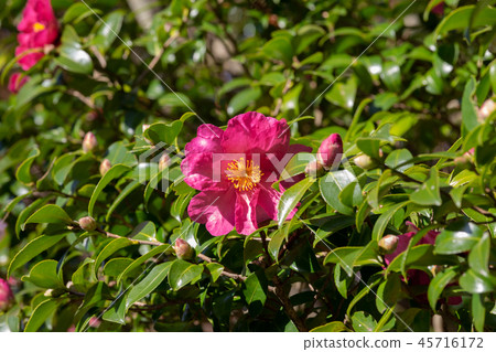 神戶市森林植物園·山茶花 神戶市森林植物園·山茶花 45716172