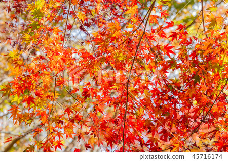Kobe Forest Botanical Garden-Autumn leaves 45716174