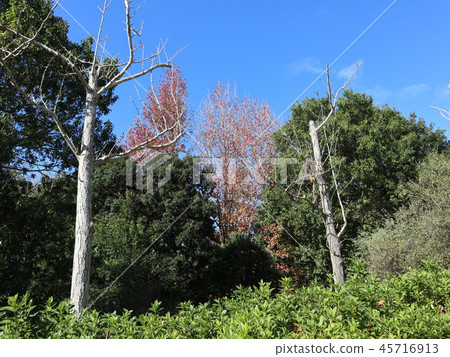 Kobe City Nishi Ward Saishin Chuo Park Park Trees Autumn leaves 45716913