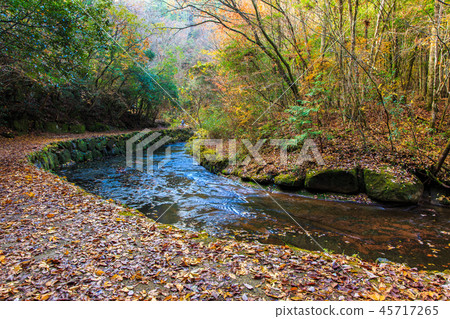 Yukiri Valley autumn leaves [Oita Prefecture Usa City] 45717265