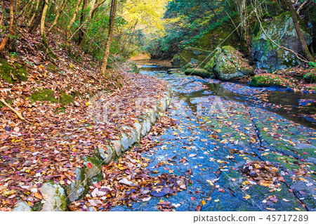 Yukiri Valley autumn leaves [Oita Prefecture Usa City] 45717289
