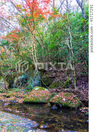 Yukiri Valley autumn leaves [Oita Prefecture Usa City] 45717291