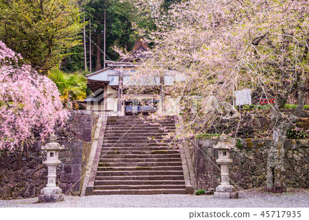 [Shizuoka Prefecture] Cherry blossoms bloom, Murayama Sengen Shrine 45717935