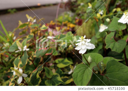 Hokkaido Hokkaido 45718100