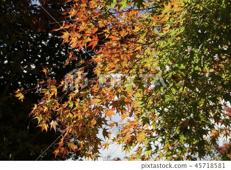 楓葉 45718581