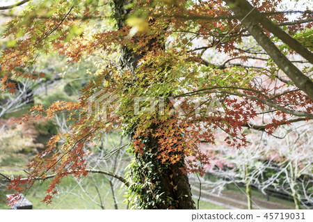 Autumn leaves 45719031