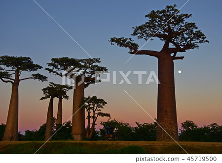 Baobab Highway Baobab Highway 45719500