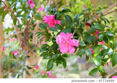 Sasanqua花 Sasanqua花 45719899