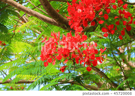 peacock flower red blooming 45720008