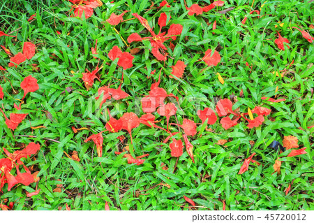 peacock flower drop on the grass background peacock flower drop on the grass background 45720012