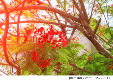 blurred peacock flower red for background 45720014