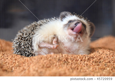 刺猬的舌頭 刺猬的舌頭 45720959