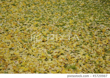Autumn background _ yellow fallen leaves _ Ginkgo 45720987