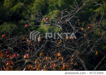 Autumn landscape _ colored trees _ late autumn oak tree Autumn landscape _ colored trees _ late autumn oak tree 45721004