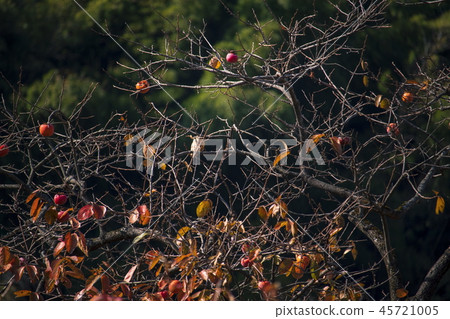Autumn landscape _ colored trees _ late autumn oak tree Autumn landscape _ colored trees _ late autumn oak tree 45721005