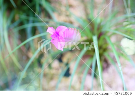 Tachihana Ananas Flower 45721009