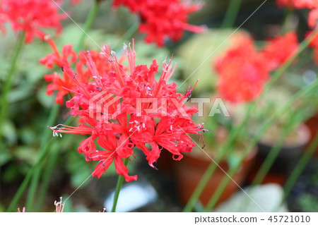 Nerine花 Nerine花 45721010