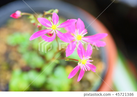 Dimongeishi之花 45721386