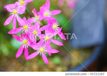 Flower of Dimongeishi 45721387