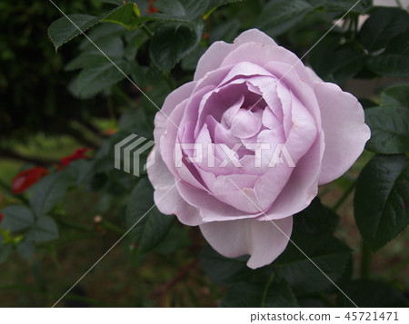 玫瑰藍灣藍Bajou 45721471