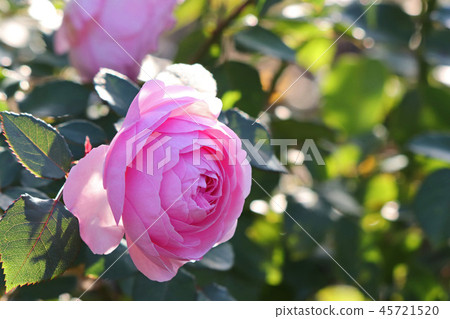 Rose pink and rose with beautiful flower shape 45721520