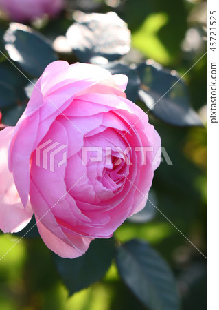 Rose pink and rose with beautiful flower shape 45721525