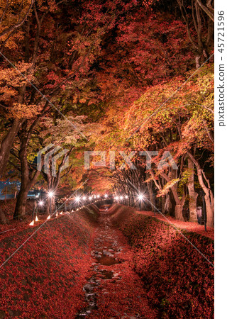 Fujikawaguchiko Momiji走廊亮起來 45721596