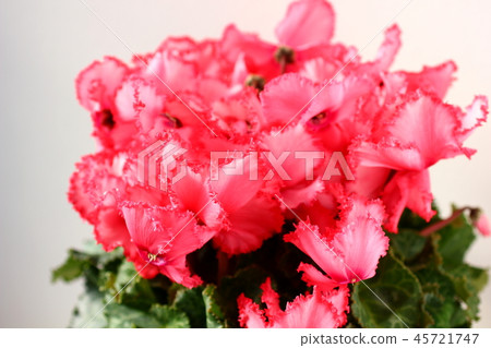 Cyclamen Cyclamen 45721747