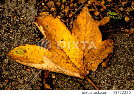autumnal painted leaf autumnal painted leaf 45722220