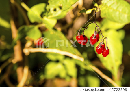 Solanum dulcamara, medicinal plant  45722298