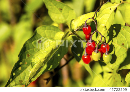 Solanum dulcamara, medicinal plant Solanum dulcamara, medicinal plant 45722299