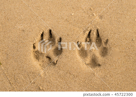 track on a beach, dog track on a beach, dog 45722300