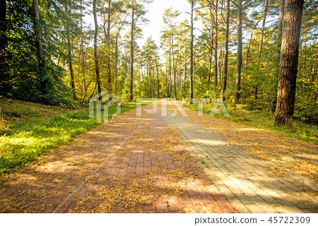 forest at the Baltic sea coast in Poland forest at the Baltic sea coast in Poland 45722309