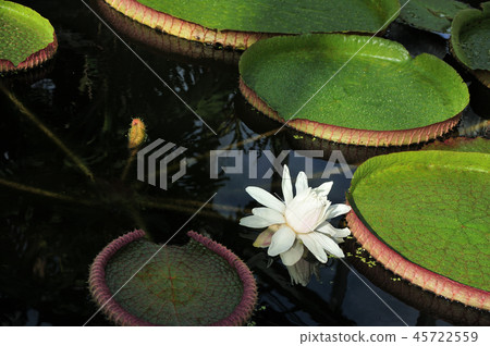 Ooni Lotus 45722559