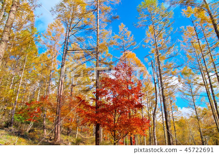 Tateshina plateau autumn leaves 45722691