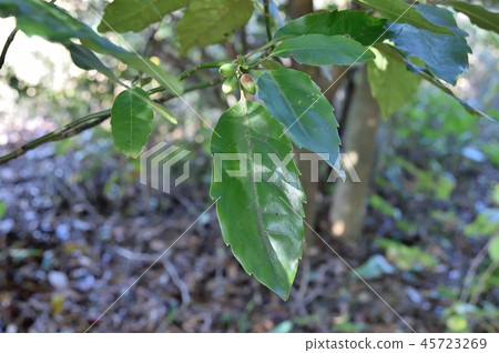 Aoki fruit Young fruit 45723269