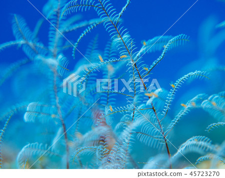 Shirogaya Shirogaya 45723270