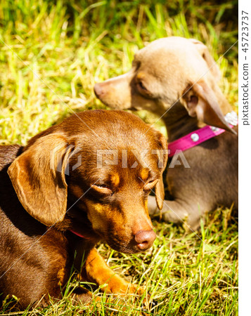 Little dogs playing outside 45723737