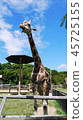 Giraffes 45725155
