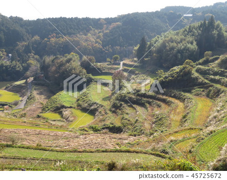 水稻梯田 水稻梯田 45725672