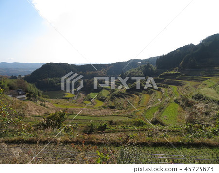水稻梯田 水稻梯田 45725673