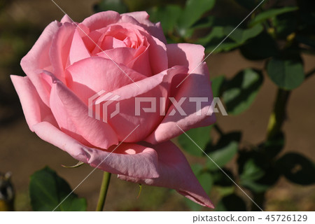 Rose (Hamamirai) 45726129